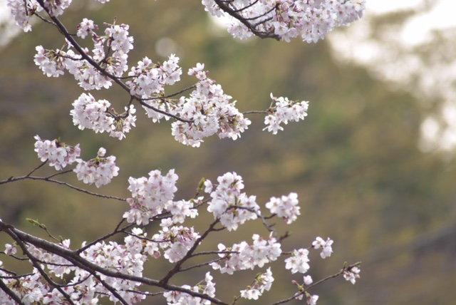 sakura