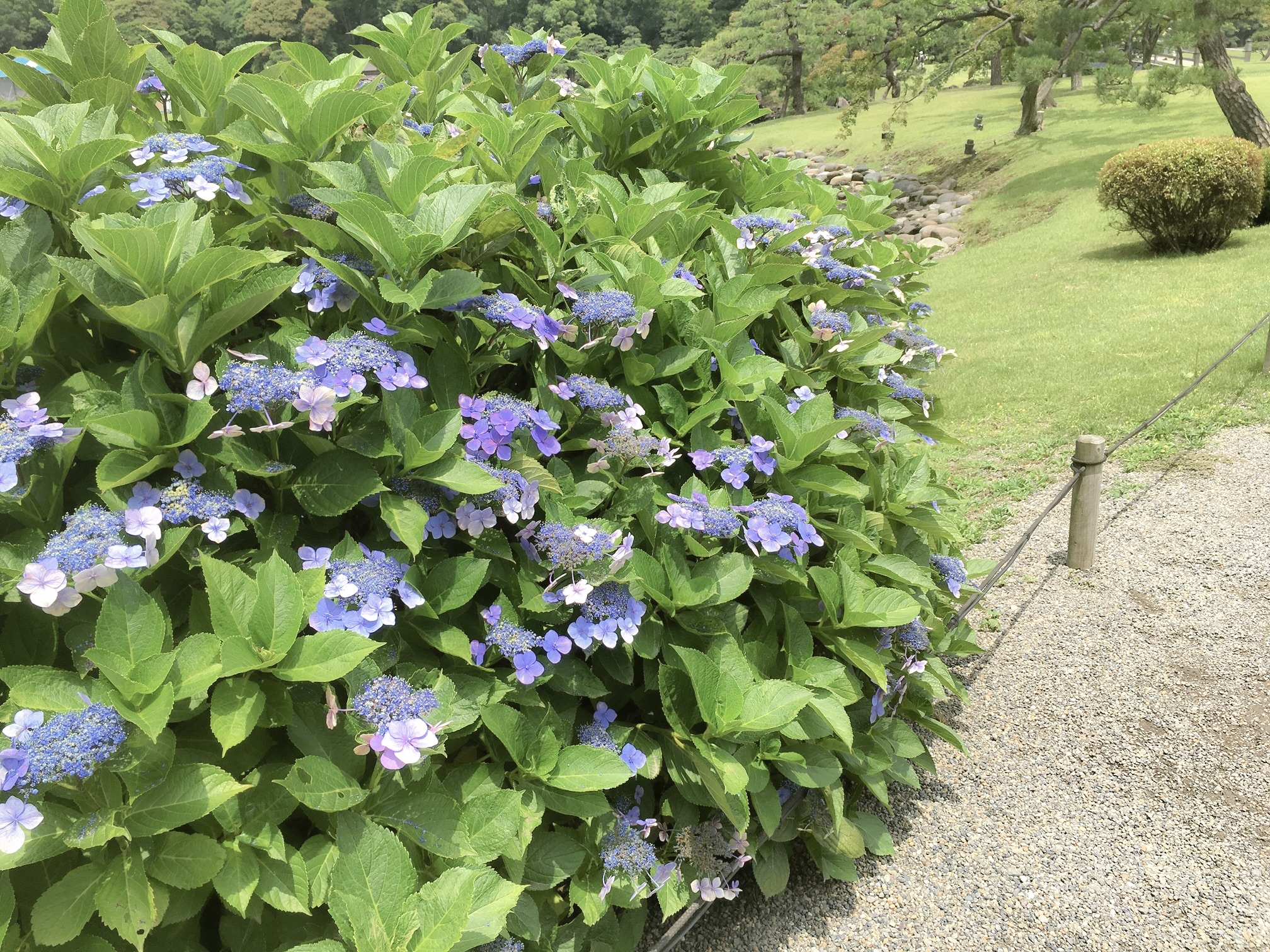 浜離宮恩賜